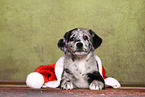Australian-Shepherd-Labrador-Mongrel Puppy
