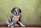 Australian-Shepherd-Labrador-Mongrel Puppy