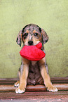 Australian-Shepherd-Labrador-Mongrel Puppy