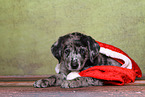 Australian-Shepherd-Labrador-Mongrel Puppy