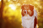 Border-Collie-mongrel portrait