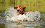splashing Golden-Retriever-Mongrel