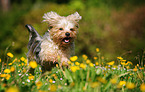 running Yorkshire-Terrier-Mongrel