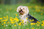 sitting Yorkshire-Terrier-Mongrel