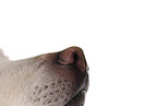 JRT-mongrel nose