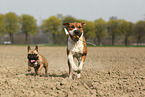 2 dogs