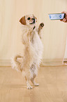 begging Tibetan-Spaniel-Mongrel