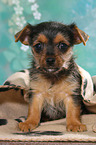 sitting Terrier-Mongrel Puppy