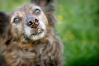 mongrel nose