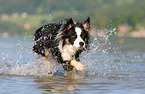 running Australian-Shepherd-Border-Collie-Mongrel