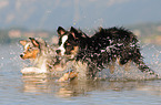 2 dogs