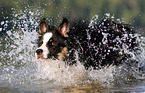 running Australian-Shepherd-Border-Collie-Mongrel