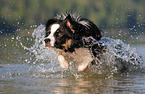 running Australian-Shepherd-Border-Collie-Mongrel
