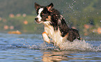 running Australian-Shepherd-Border-Collie-Mongrel