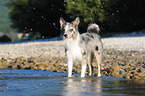Australian-Shepherd-Border-Collie-Mongrel