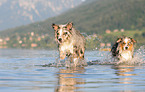 2 dogs
