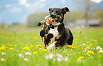 playing mongrel
