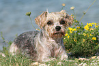 lying Maltese-Yorkshire
