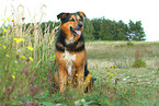 sitting Bernese-Mountain-Dog-Shepherd