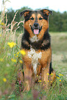 sitting Bernese-Mountain-Dog-Shepherd
