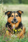 lying Bernese-Mountain-Dog-Shepherd