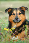 lying Bernese-Mountain-Dog-Shepherd