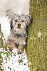 Terrier-Mongrel in snow
