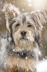 Terrier-Mongrel in snow