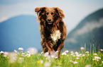 running Munsterlander-Mongrel