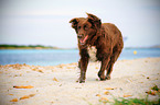 running Munsterlander-Mongrel