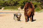 2 dogs