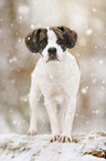 Beagle-Bulldog-Mongrel