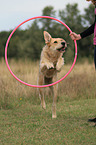 jumping mongrel