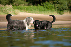 2 dogs