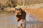 running Briard-Mongrel