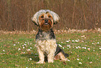 sitting Yorkshire-Terrier-Mongrel