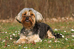 lying Yorkshire-Terrier-Mongrel