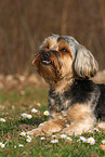 lying Yorkshire-Terrier-Mongrel