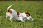 Jack-Russell-Terrier-Mongrel