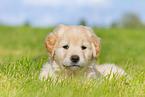 Puppy in the meadow
