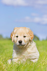 Puppy in the meadow