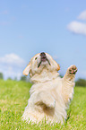 Puppy in the meadow