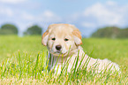 Puppy in the meadow