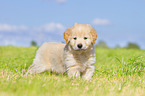 Puppy in the meadow