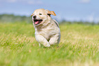 Puppy in the meadow
