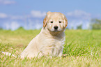 Puppy in the meadow