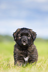 Puppy in the meadow