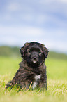 Puppy in the meadow