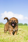 Puppy in the meadow