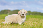 Puppy in the meadow